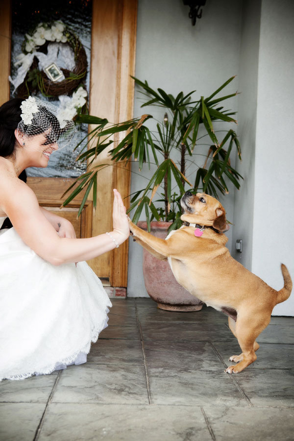 dog with bride