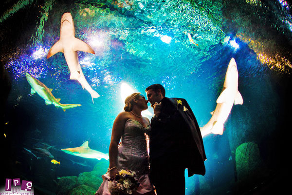 shark wedding photo