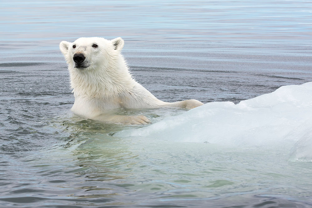 Polar bear in Manitoba Canada