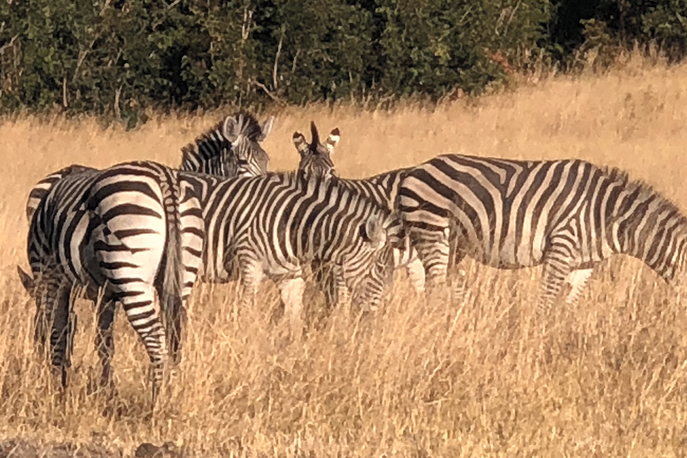 Zebra in Zimbabwe 