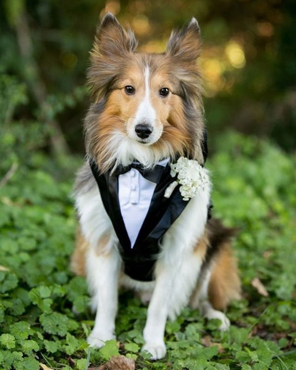 collie in a tux