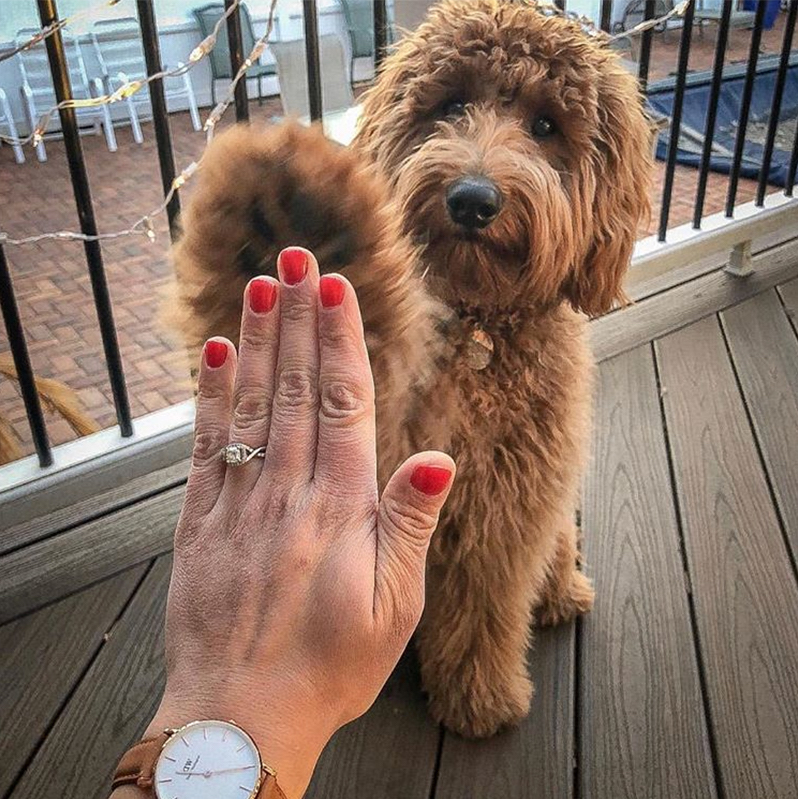 puppy high five ring selfie