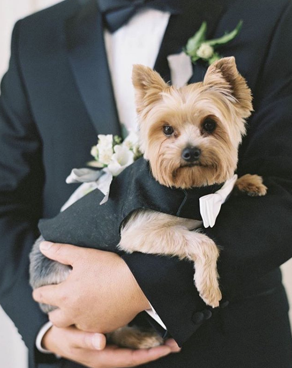 puppy in tuxedo with groom