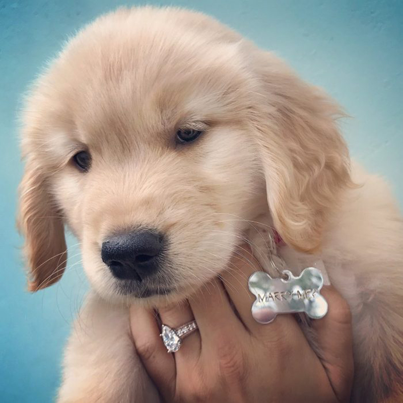 puppy proposal collar