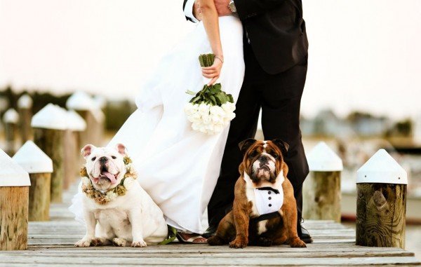 David Tutera's Rules for Pets in Weddings BridalGuide