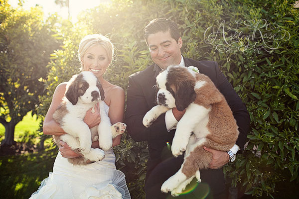 bride and groom with their two dogs 