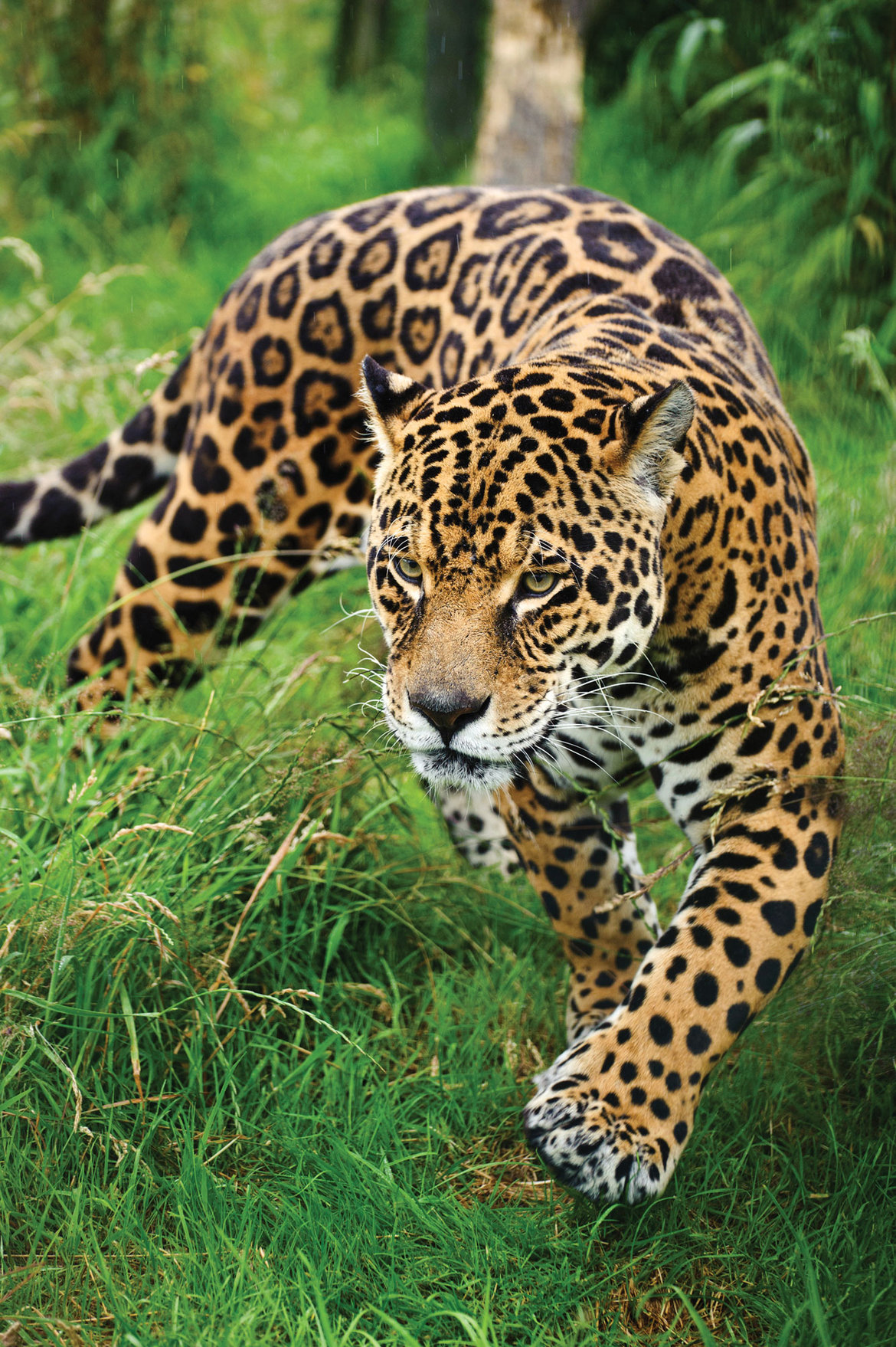 Amazing Wildlife Excursions in Mexico Page 3 | BridalGuide