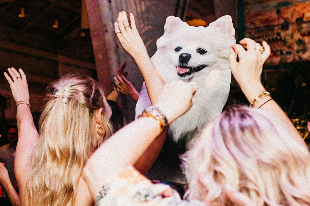 dog in wedding