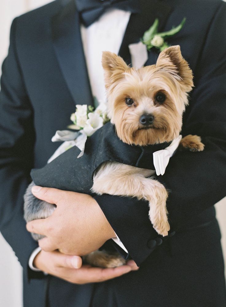 dog tuxes 