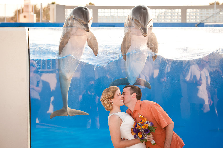 dolphin wedding photo