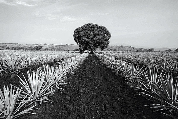 agave field