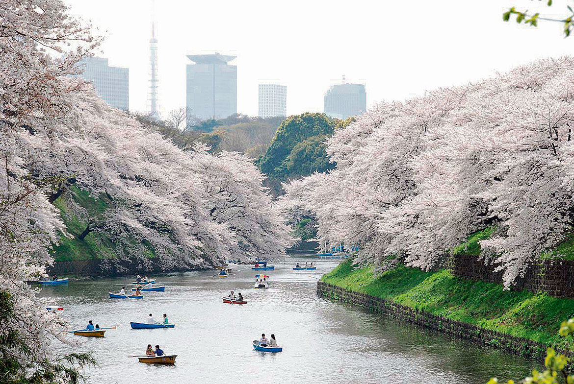 The most beautiful flowering trees in your garden | Page 3 | Gardening ...