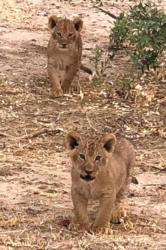 Young lions in Zimbabwe
