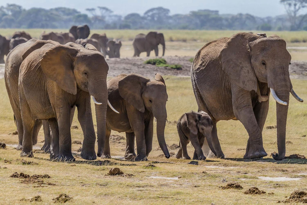 elephant at eco resorts kenyan