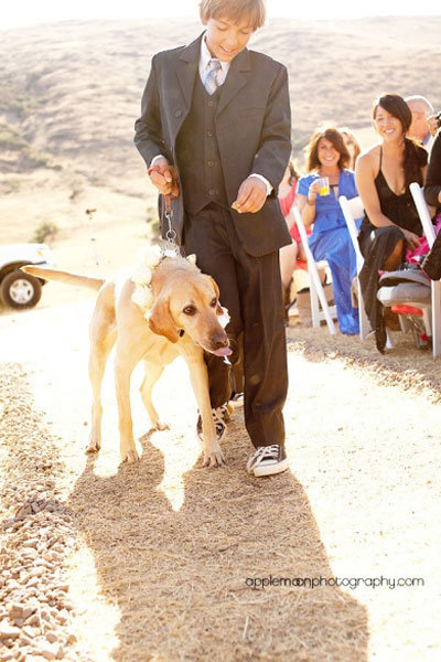 ring bearer walking dog