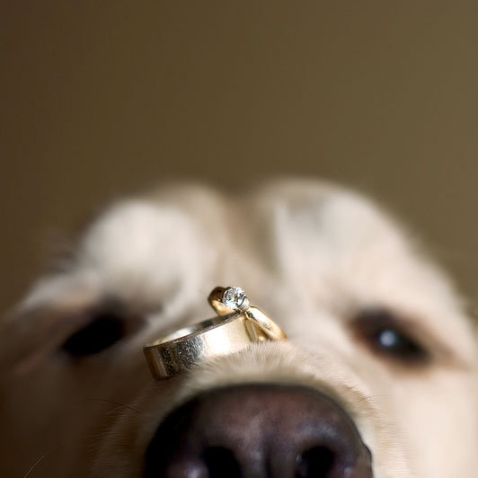 dog with wedding rings