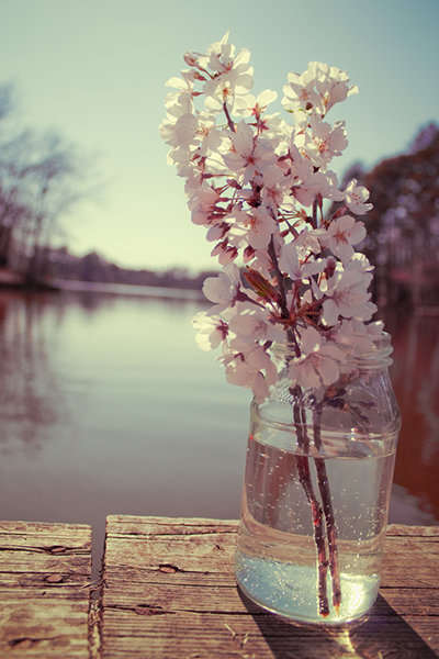 Save: Cherry Blossoms