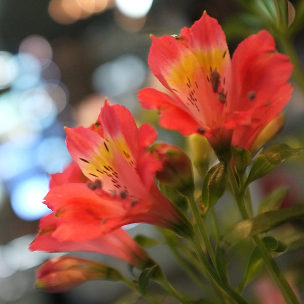 Save: Alstroemeria