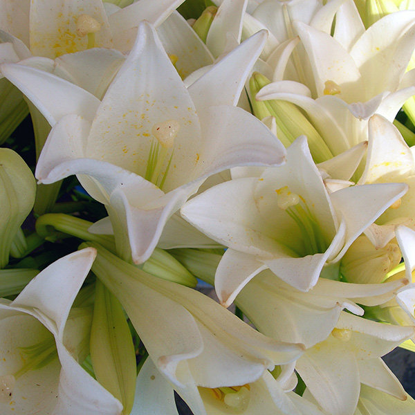 Save: Easter Lilies