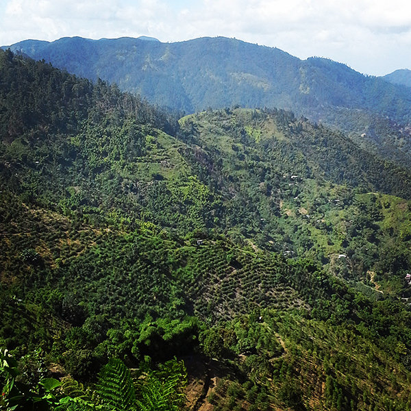 December: Montego Bay, Jamaica