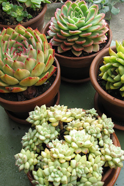 Mini Potted Plants Mini Potted Plants