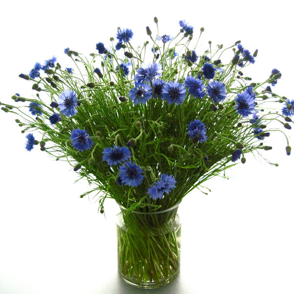 Cornflower