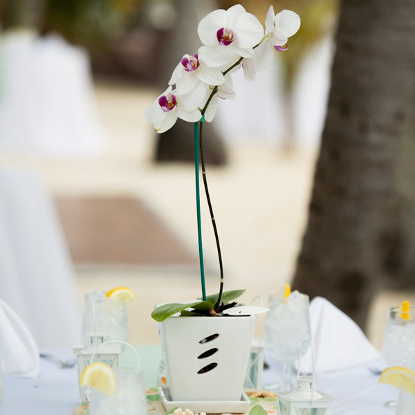 Orchid Polymin (Mini Cymbidium)