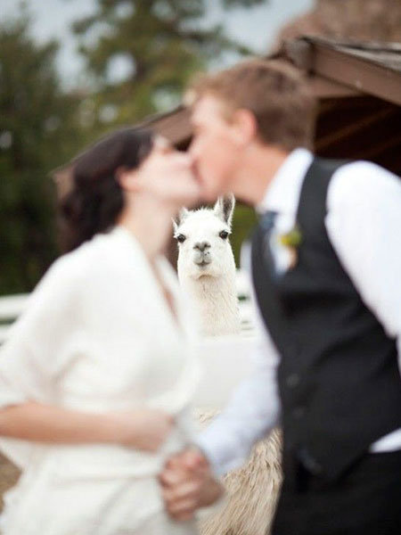 Llama Drama Llama Drama