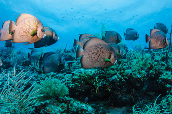 What to Do What to Do