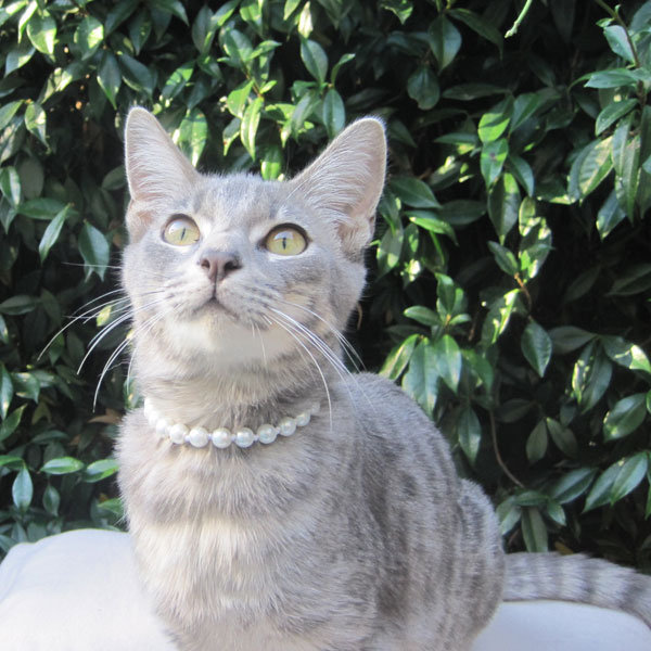 Member of the Wedding Member of the Wedding