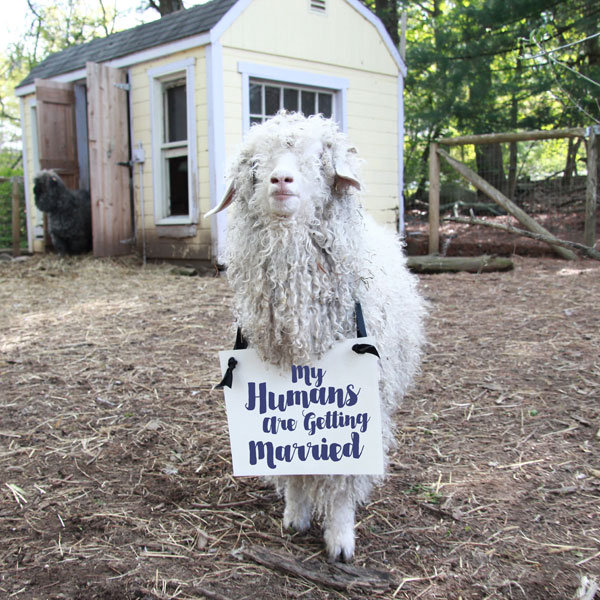 Must-Have Photos for Animal Lovers Must-Have Photos for Animal Lovers