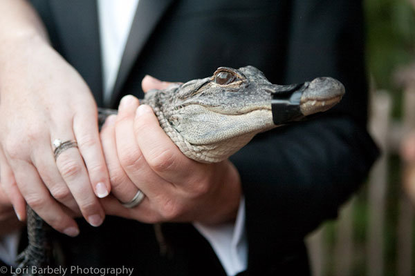 Must-Have Photos for Animal Lovers Must-Have Photos for Animal Lovers