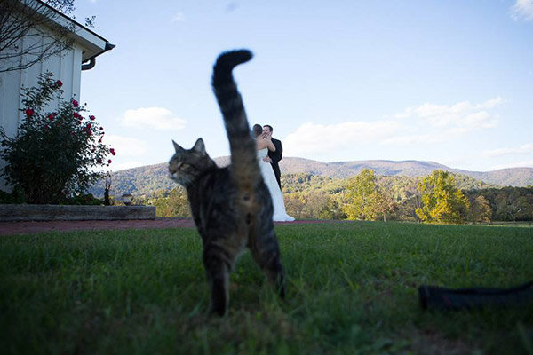 Cat Cat