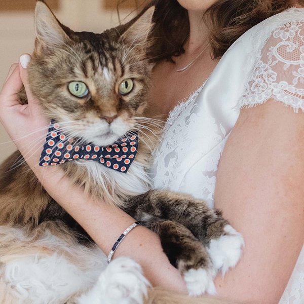 cat and bride