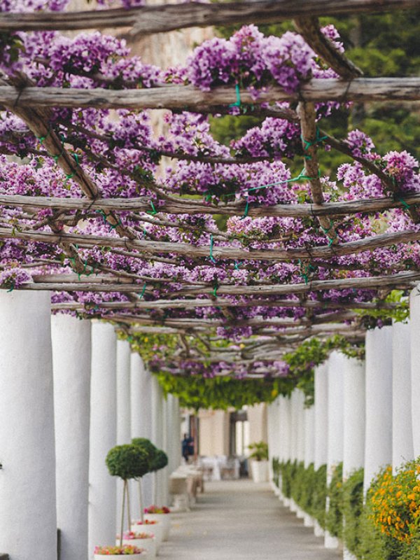 Amalfi Coast Flowers