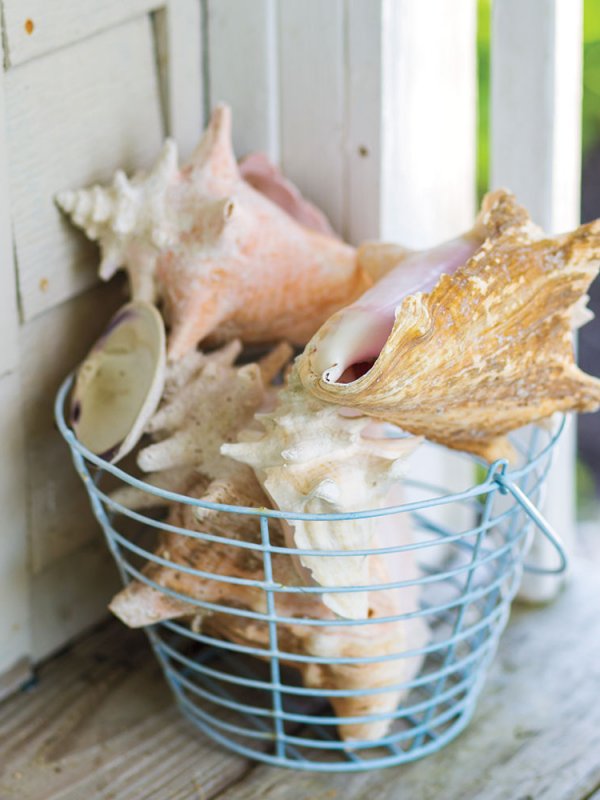 Seashells