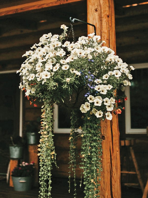 Woodland Retreat: Robin & Cole in Fairbanks, AK