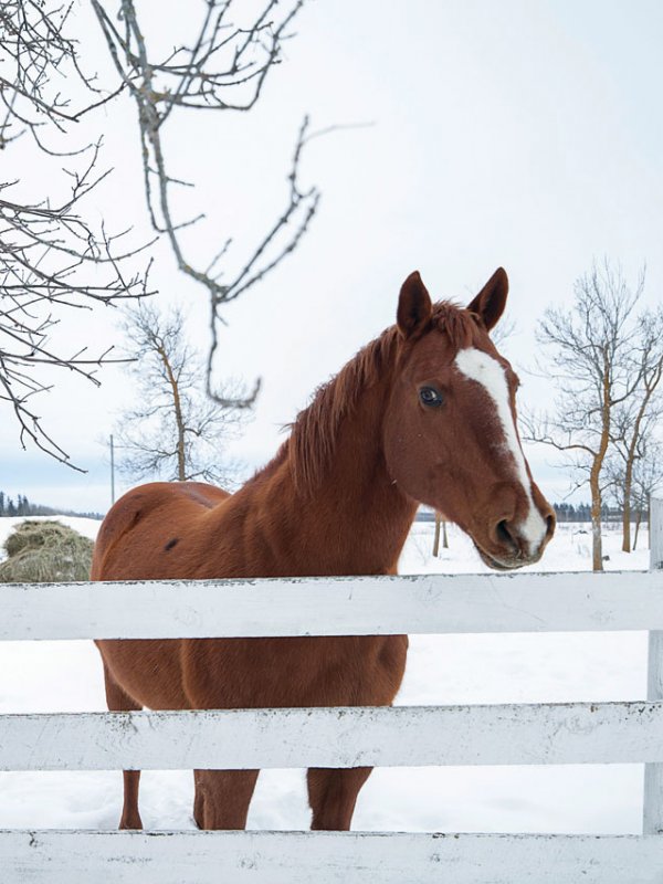 Winter Wonderland: Kari & Billy In Roseau, MN