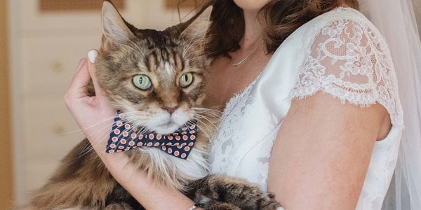 cat and bride