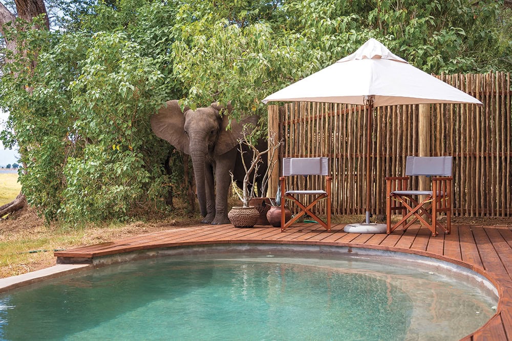 Relaxing outdoor pool area with elephant and seating under umbrella in a tropical setting.